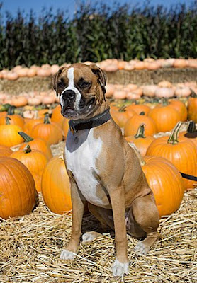 TheJungleStore.com Blog | Boxer Dog In Pumpkin Patch