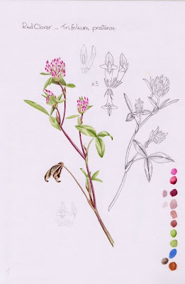 PollyO'Leary Clover Study -  © Polly O'Leary 2013 All Rights Reserved, polly0leary@aol.com