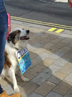 The collie with the sign is looking up and smiling.