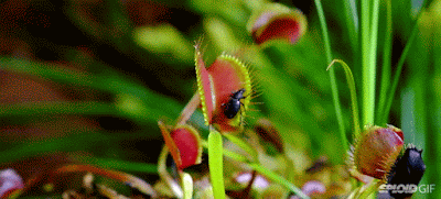 Plantas carnívoras são as que possuem a capacidade de atrair, capturar e se alimentar de pequenos insetos , aracnídeos e até anfíbios, répteis e aves.