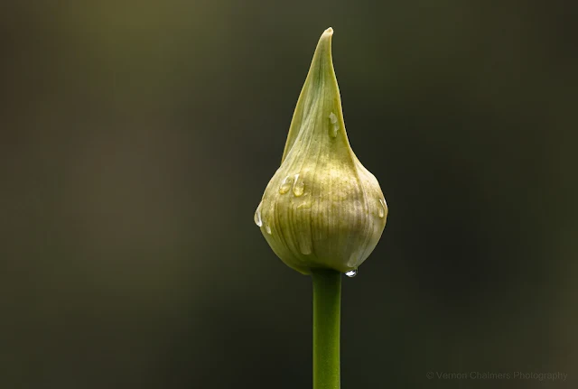 Budding Flower after the Rain at Kirstenbosch Copyright Vernon Chalmers Photography