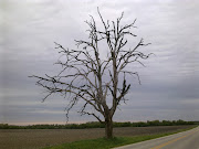 dead tree in rural Illinois