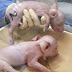 Pertama Kali, Jepang Biakkan Babi untuk Cangkok Organ Manusia