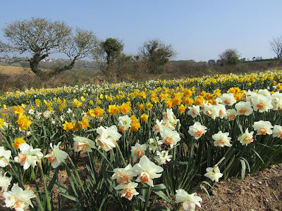 Cornish daffodil field