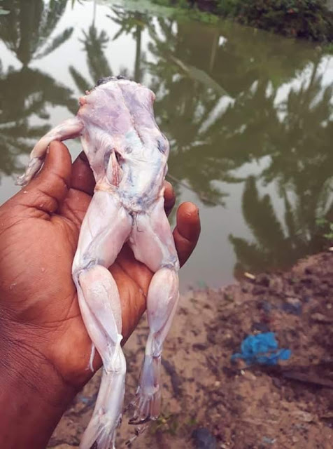 Nigerian Man Enjoys Frog Meat With Rice In Uyo (Photos)