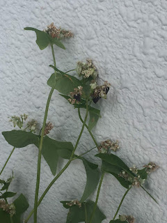 そばの花