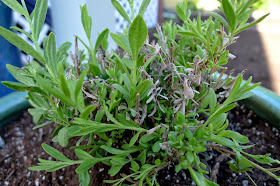 Lady Lavender, edible landscaping