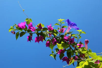 Flores distintas compartiendo el mismo espacio - Flowers