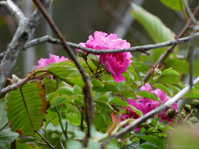 small pink roses