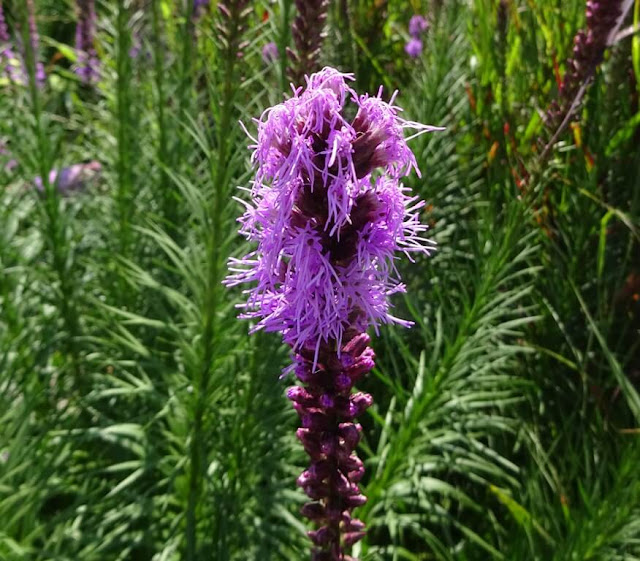 Liatris Spicata - Estrela Ardente  