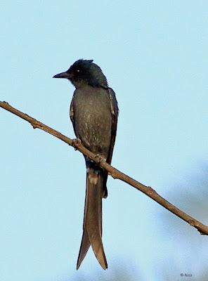 "Ashy Drongo - Dicrurus leucophaeus, with it's sleek forked tail perched on a mulberry tree shoot."