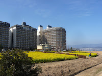 守山市のなぎさ公園の一角に菜の花畑がある。