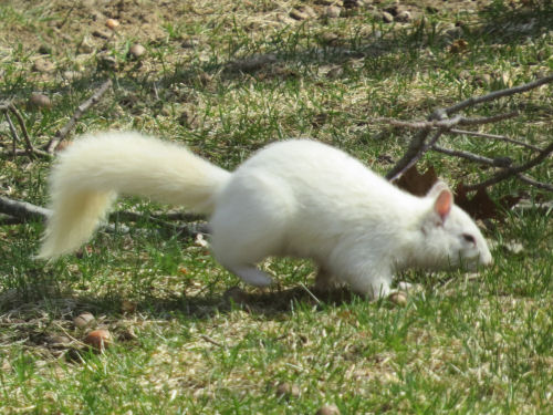 albino Squirrel