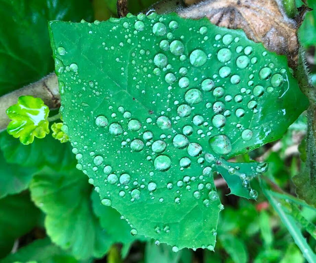 Gotas de chuva na natureza