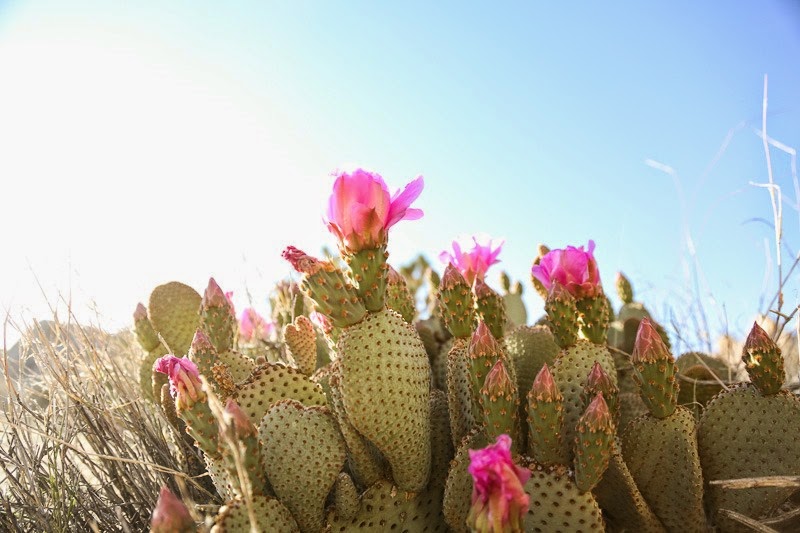 jumping in joshua tree-25