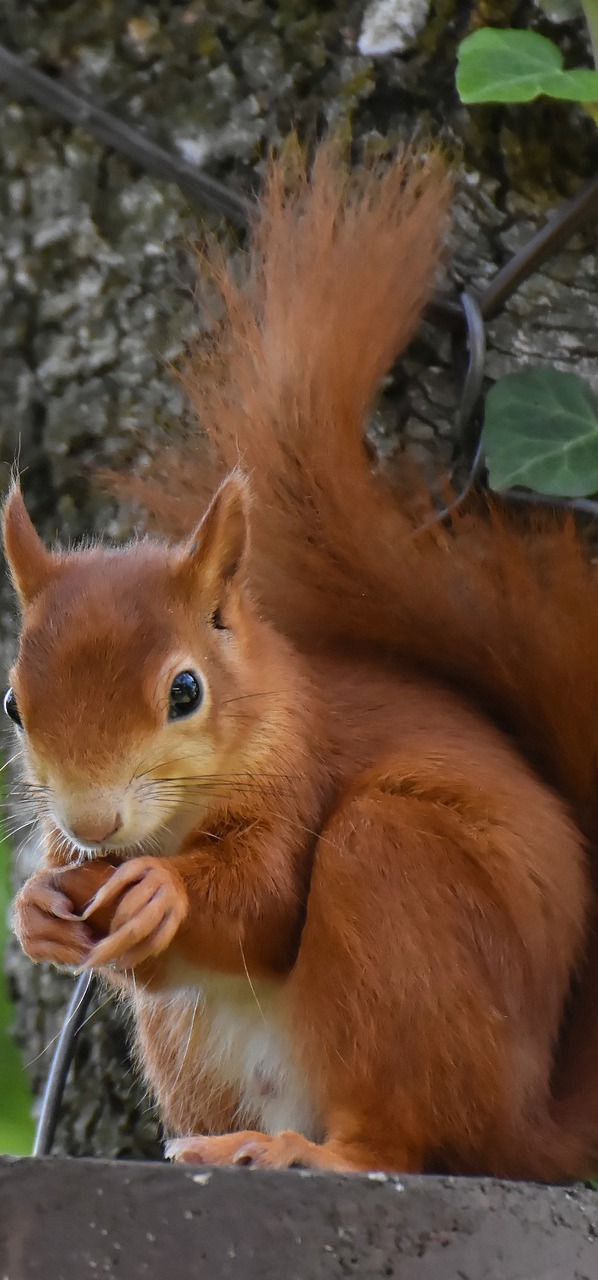 A cute squirrel.