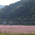 宮原地区の秋桜@田川郡