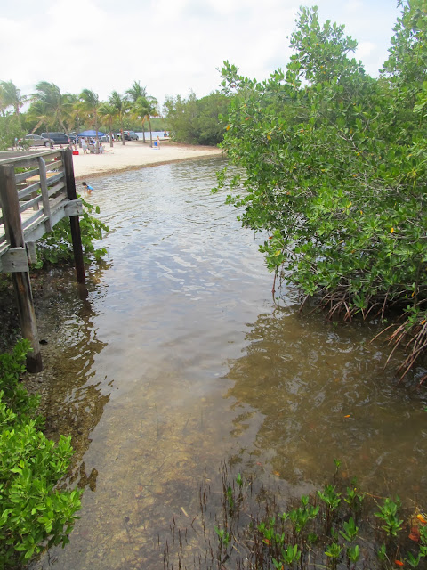teresita blanco,mangrove beach,mangroves