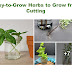 7 Easy-to-Grow Herbs to Grow from a Cutting