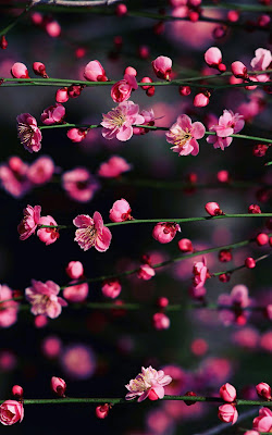 Unique and awesome new hd nature wallpapers free to download for mobile