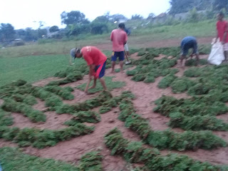 rumput gajah mini lempengan