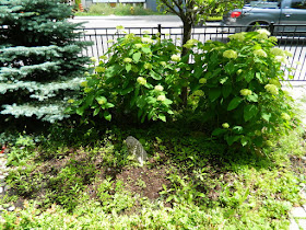 New Front Yard Garden Makeover Before in the Beach by Paul Jung Gardening Services--a Toronto Gardening Company