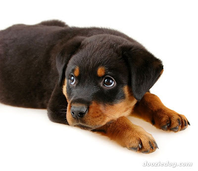 Rottweiler names / dog names