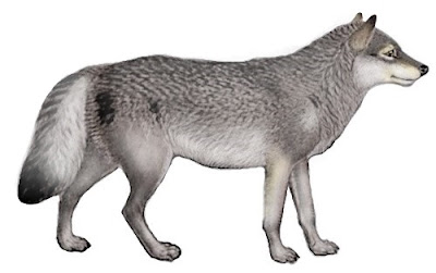 Canis lupus occidentalis