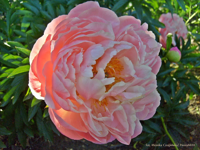 coral charm peony max