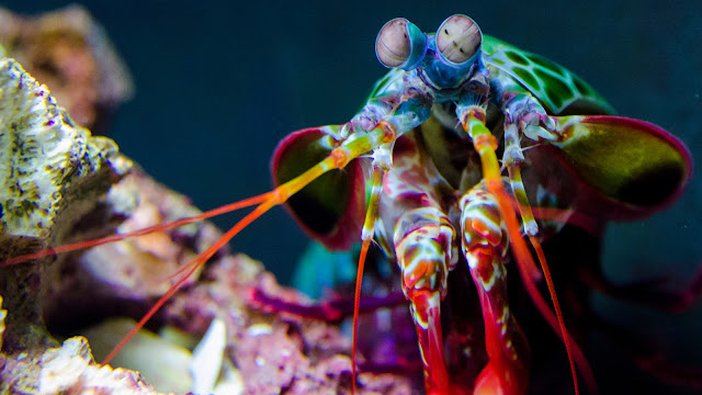 Why The U.S. Army Is Building A Robot That Can Punch Like A Mantis Shrimp