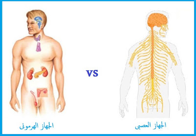 الجهاز العصبى والجهاز الهرمونى