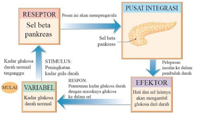 Mekanisme umpan balik negatif yang mengaturkadar glukosa darah