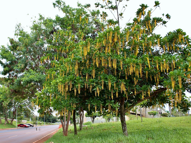 Chuva-de-Ouro (Lophanthera lactescens)