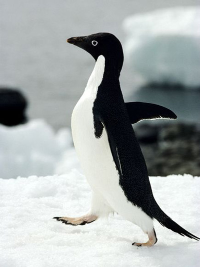  Foto  Pinguin  Lucu  dan Menggemaskan GambarBinatang Com
