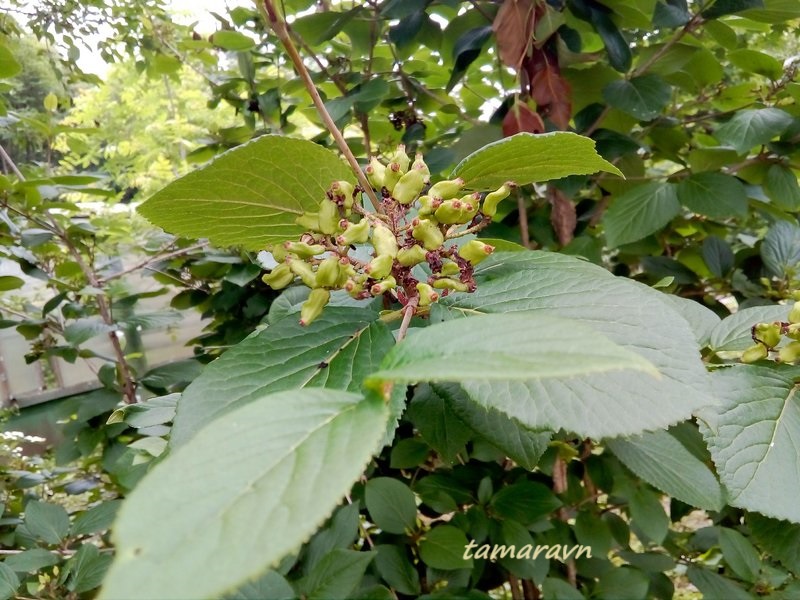 Калина буреинская (Viburnum burejaeticum)