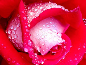 Trandafir rosu roua