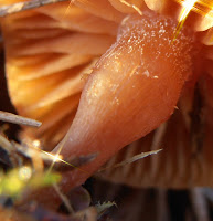 Tubaria sp : détail du stipe et les lames