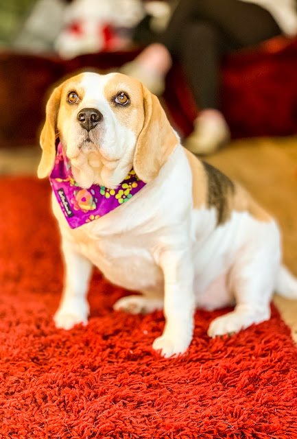 Holly Bobbins the Beagle sits next to a pawfection pack for dogs, mandy charlton, photographer, writer blogger