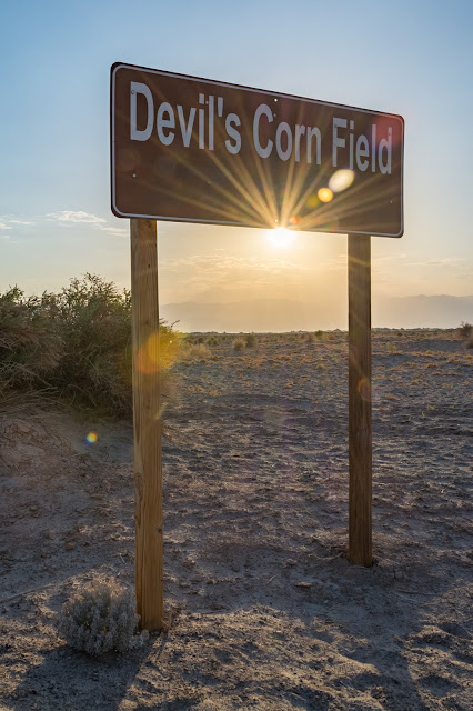Devil's Corn Field, Death Valley National Park