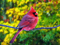 Red Cute Bird