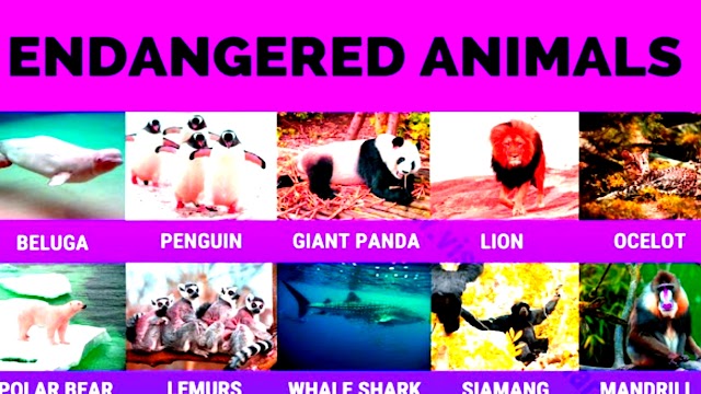 Endangered Species And Factors Affecting Endangered Species