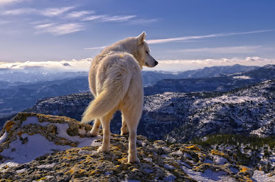 Perro huski siberiano - Siberian huski