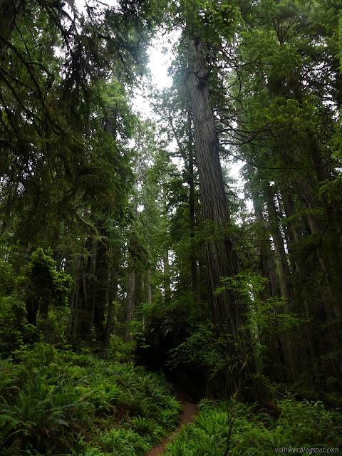 big, tall trees