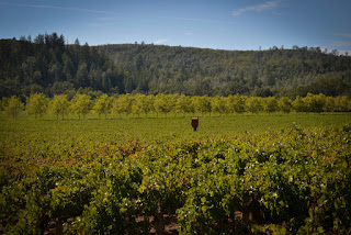 Best vineyards in Napa - St. Helena CA