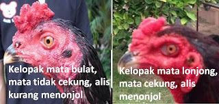 mata ayam bangkok cekung