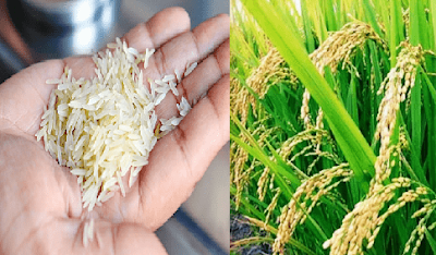 Rice importance in Pakistan Urdu چاول کی اہمیت