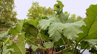 Gunnera