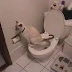 Cat using toilet & paper
