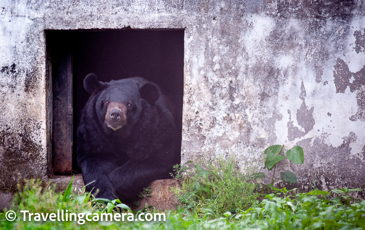 Last year, we had shared a detailed blogpost about Rewalsar Lake and main places to explore along with activities one can do around this region of Mandi, Himachal Pradesh. In this post,  we are attempting to share about the small zoo located around the Rewalsar Lake and we went through various emotions while exploring this zoo.