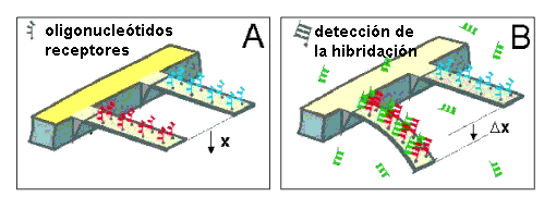 Funcionamiento de un biosensor nanomecánico